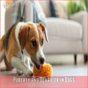 Puberty and Behavior in Dogs