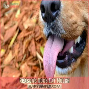 Reasons Dogs Eat Mulch