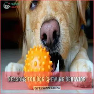 Reasons for Dog Chewing Behavior