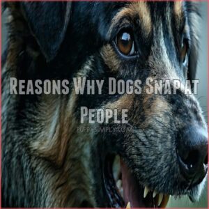 Reasons Why Dogs Snap at People