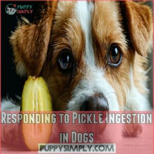 Responding to Pickle Ingestion in Dogs