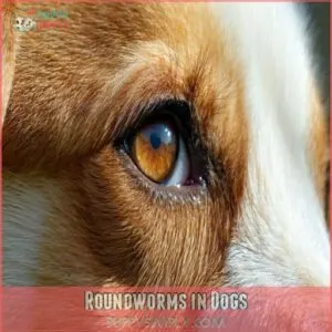 Roundworms in Dogs