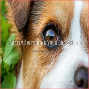 Safely Switching Your Dog