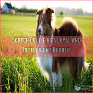 Scotch Collie as a Loyal and Intelligent Herder