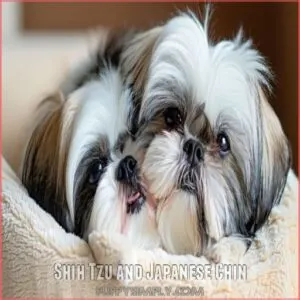 Shih Tzu and Japanese Chin