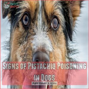 Signs of Pistachio Poisoning in Dogs