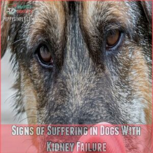 Signs of Suffering in Dogs With Kidney Failure