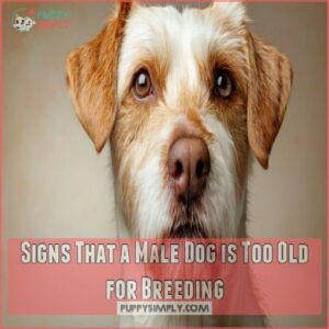 Signs That a Male Dog is Too Old for Breeding