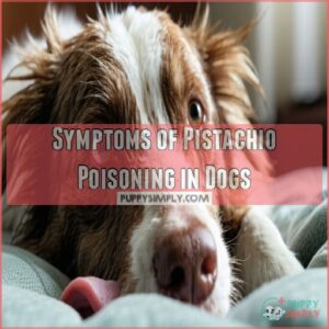 Symptoms of Pistachio Poisoning in Dogs