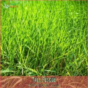 Tall Fescue