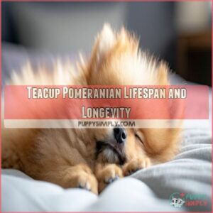 Teacup Pomeranian Lifespan and Longevity