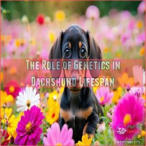 The Role of Genetics in Dachshund Lifespan