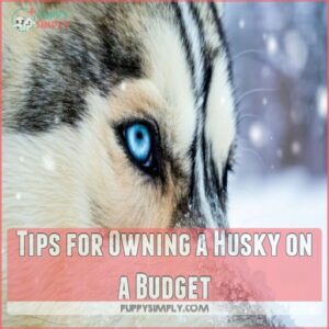 Tips for Owning a Husky on a Budget