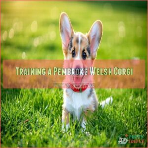 Training a Pembroke Welsh Corgi