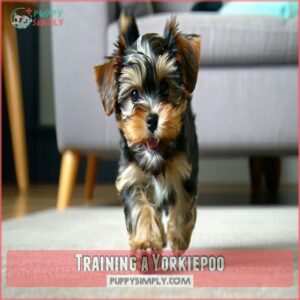 Training a Yorkiepoo