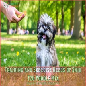 Training and Exercise Needs of Shih Tzu Poodle Mix