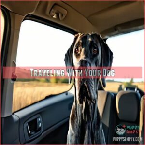 Traveling With Your Dog