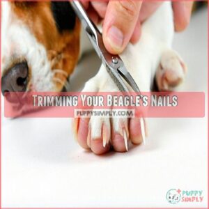 Trimming Your Beagle’s Nails