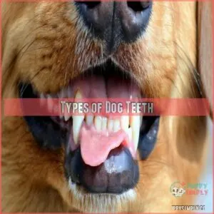 Types of Dog Teeth