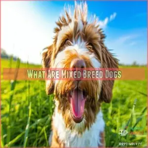 What Are Mixed Breed Dogs