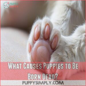 What Causes Puppies to Be Born Dead