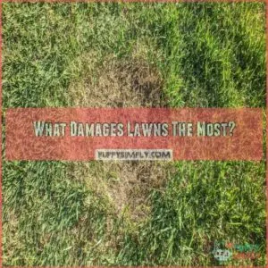 What Damages Lawns The Most