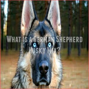 What is a German Shepherd Husky Mix