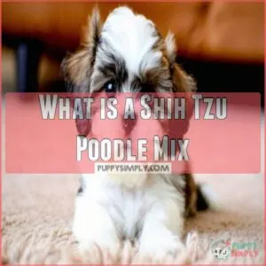 What is a Shih Tzu Poodle Mix