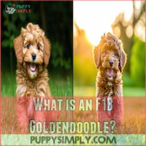 What is an F1B Goldendoodle