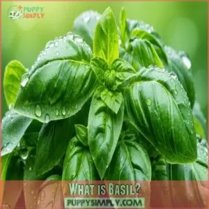 What is Basil