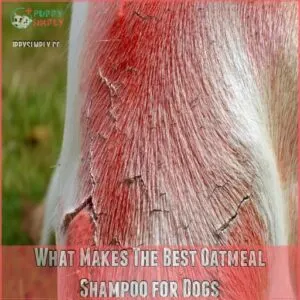 What Makes The Best Oatmeal Shampoo for Dogs