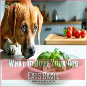 What to Do if Your Dog Eats Basil