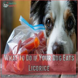 What to Do if Your Dog Eats Licorice