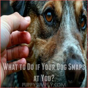 What to Do if Your Dog Snaps at You