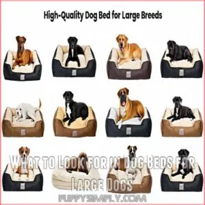 What to Look for in Dog Beds for Large Dogs