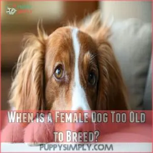 When is a Female Dog Too Old to Breed