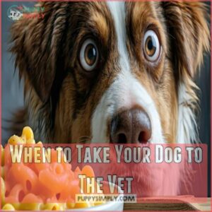 When to Take Your Dog to The Vet