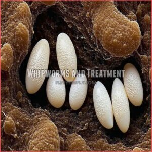 Whipworms and Treatment