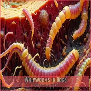 Whipworms in Dogs