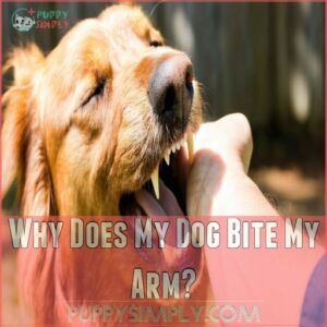 Why Does My Dog Bite My Arm Why Does My Dog Bite My Arm