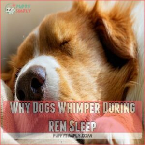 Why Dogs Whimper During REM Sleep