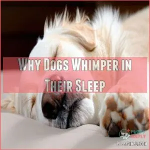 Why Dogs Whimper in Their Sleep