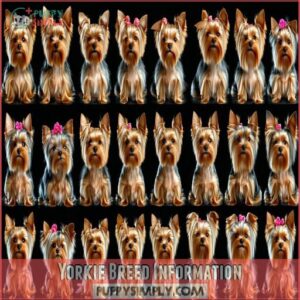 Yorkie Breed Information