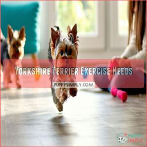 Yorkshire Terrier Exercise Needs