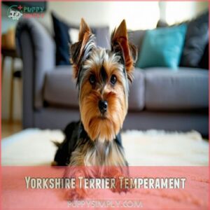 Yorkshire Terrier Temperament