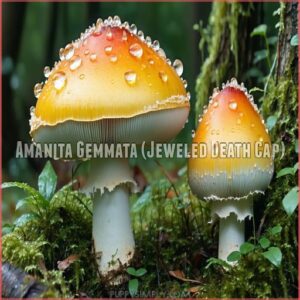 Amanita Gemmata (Jeweled Death Cap)