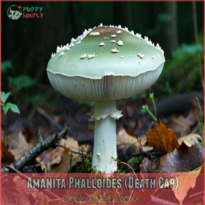 Amanita Phalloides (Death Cap)