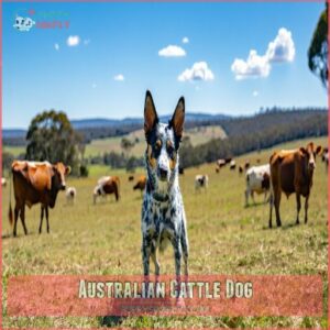 Australian Cattle Dog