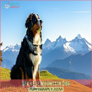 Bernese Mountain Dog