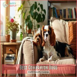Best Companion Dogs Best Companion Dogs